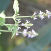 P3319064sage.thumb
