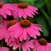 Purple_coneflower_echinacea_purpurea_powwow_wild_berry-2.medium.thumb