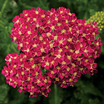 Yarrow_achillea_desert_eve_deep_rose.thumb