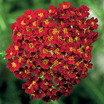 Yarrow_achillea_desert_eve_red.thumb
