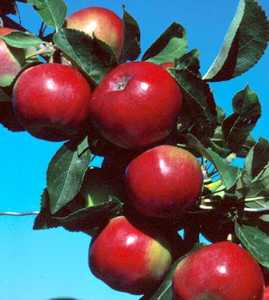 Apples: Malus domestica 'MacFree'