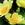 Antiques: Rosa 'Mermaid'