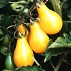 Tomatoes_lycopersicon_x_yellow_pear-1