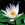 Tropical Water Lilies: Nymphaea 'Daubeniana'