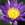 Tropical Water Lilies: Nymphaea 'Director Moore'