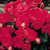 Begonias: Begonia 'Barkos'