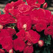 Begonias