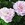 Antiques: Rosa 'Sarah Van Fleet'