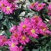 Aster_aster_novi-belgii_alert-1