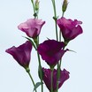 Lisianthus_eustoma_grandiflora_twinkle_tm_violet-1