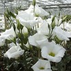 Lisianthus_eustoma_grandiflora_twinkle_tm_white-1