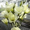 Lisianthus_eustoma_grandiflora_twinkle_tm_yellow-1