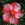 Perennials: Hibiscus 'Turn of the Century'