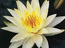 Lily, Virginia (Hardy)