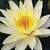 Hardy Water Lilies: Nymphaea 'Hal Miller'