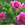Antiques: Rosa 'Katy Road Pink'