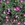 Perennials: Callirhoe involucrata