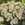 Yarrow: Achillea millefolium x 'Citronella'