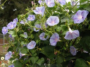 Morning Glory Ipomoea purpurea Glacier Star 10 seeds